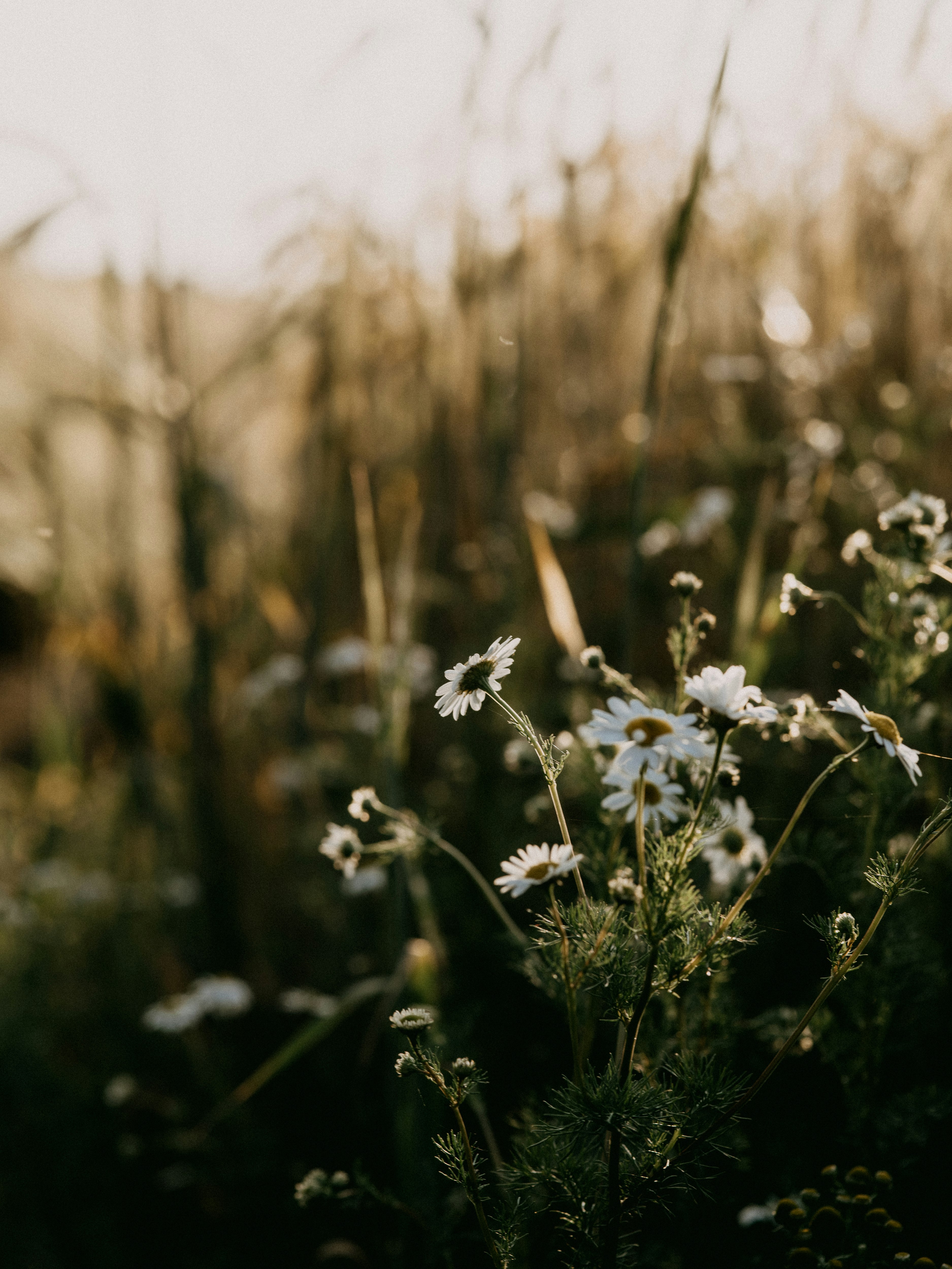 white flowers in tilt shift lens